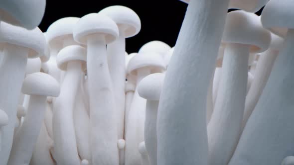 Closeup Porcini Mushrooms