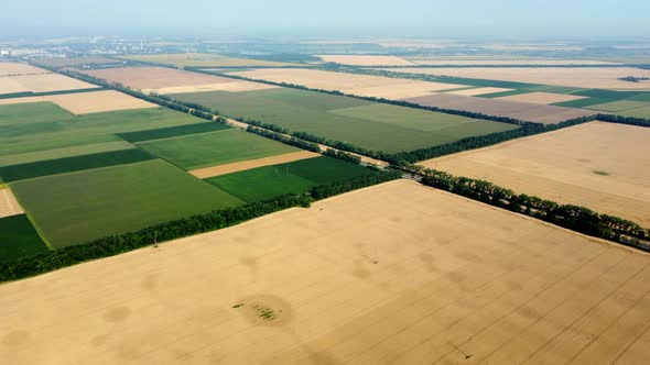 Aerial Drone View Flight Over Large Yellow Wheat Field