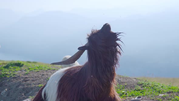 Billy Goat with Big Horns Chews Sitting on the Lawn