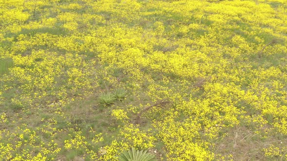 Beautiful yellow Gold-dust Alyssum Aurinia saxatilis flower by early spring 4K aerial video