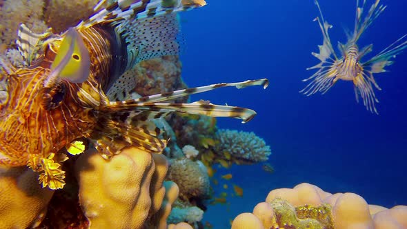 Tropical Lion-Fish