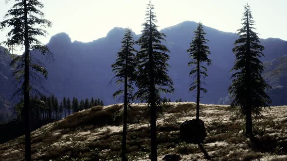 Trees on Meadow Between Hillsides with Conifer Forest