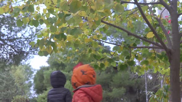 Footage of two caucasian boys, trying to collect autumn leaves from a tree outdoors, on a cloudy aut