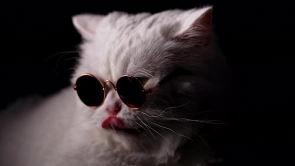 Famous Cat in Round Eyewear on Black Background Flashing Paparazzi Light