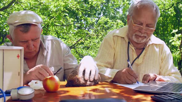 Senior Examines Hedgehog When Colleague Writes Near Laptop