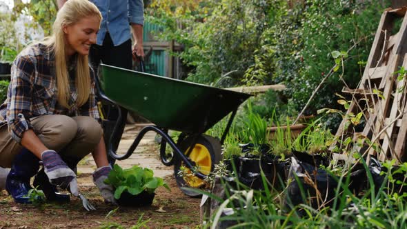 Man walking with wheelbarrow and female gardener digging soil with garden fork