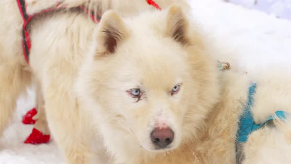 Husky Sled Dogs Before Competitions