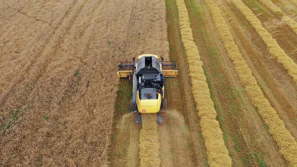 Farmer In Combine Harvester Collecting Wheat In Agricultural Field At Summer Day