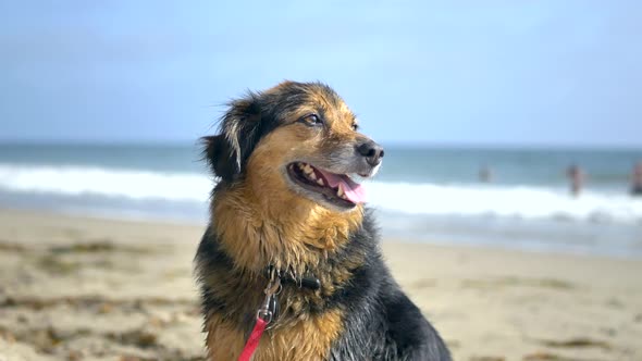 A cute small brown and black furry dog playing and panting in the sunlight on a sandy Santa Barbara