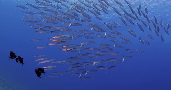 Underwater shot wide, barracuda swimming in blue ocean