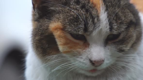 Portrait of Tricolor Cat Closeup