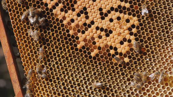 Bee Larvae in the Honeycomb. Swarm of Bees Working on a Honeycomb Carries Honey and Nectar. Close