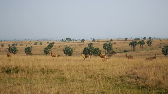 Herds Of Antelopes In African Savanna