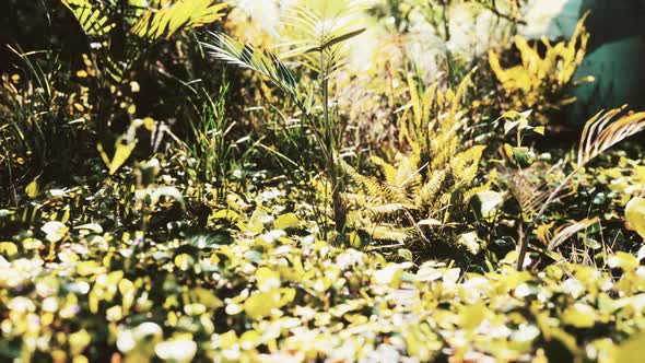 Close Up Tropical Nature Green Leafs and Grass