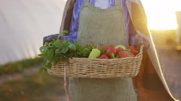 Close Up of a Basket Full of Vegetable and Plants Carried By an Unrecognizable Woman