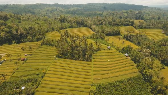 Terrace Rice Fields BaliIndonesia