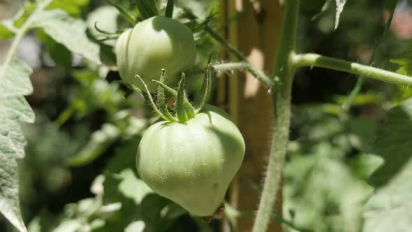Oxheart tomato crop farm close-up  4K 2160p 30fps UltraHD footage - Solanum lycopersicum  plantation