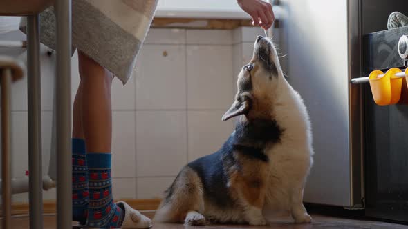 Funny Cute Tricolor Welsh Corgi Dog Sits on Floor in Kitchen and Asking for Yammy Feed
