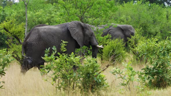 African Bush Elephants Walking In The Savannah With Green Vegetation At Moremi Game Reserve In Botsw