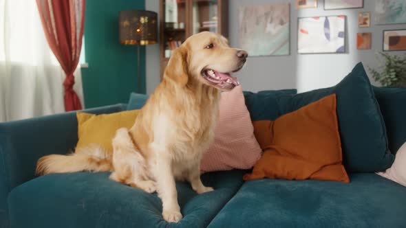 Golden Retriever is Sitting on the Sofa in Living Room