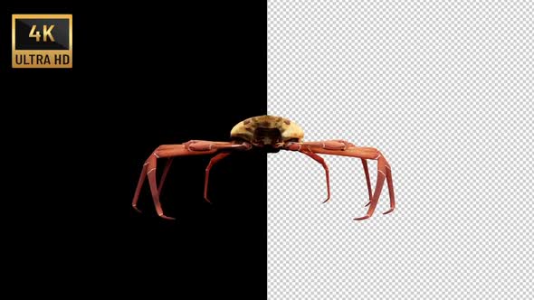 Crab İdle alt