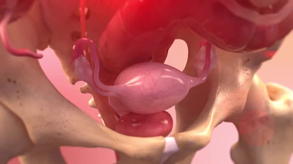 3D Animation of The Female Reproductive organ and ovaries