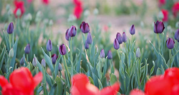 Blooming Tulips on Agriculture Field