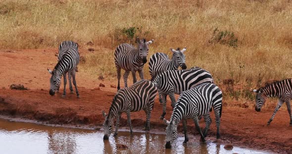 Burchell's Zebra, equus burchelli, Herd Drinking at the Water Hole, Tsavo Park in Kenya