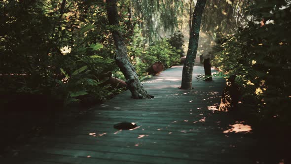 Wooden Path Track From Planks in Forest Park