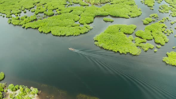 Aerial View of Mangrove Forest and River