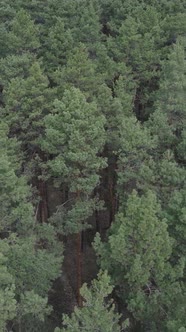 Vertical Video of Pine Forest Aerial View Slow Motion