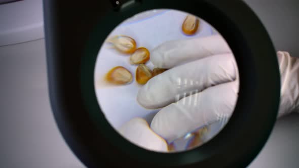 Closeup a Lab Technician Examines Corn Grains Under a Magnifying Glass