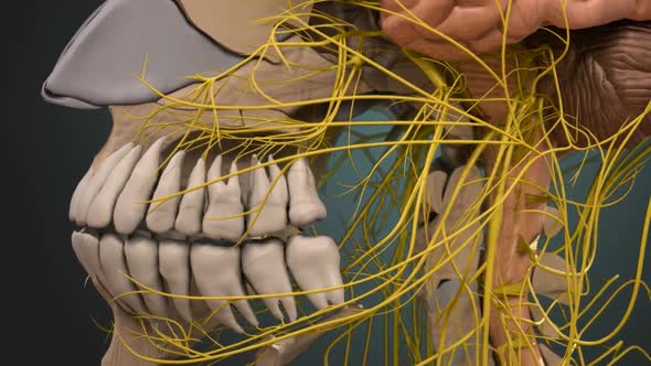 Neuron System in the Human Head