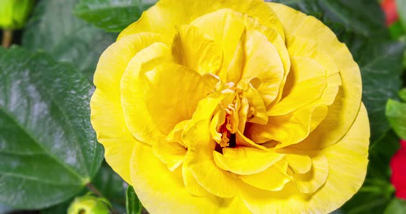 Time lapse of a blooming yellow hibiscus flower.