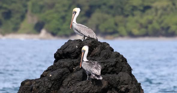 Brown pelican (Pelecanus occidentalis) Ocotal Beach, Costa Rica