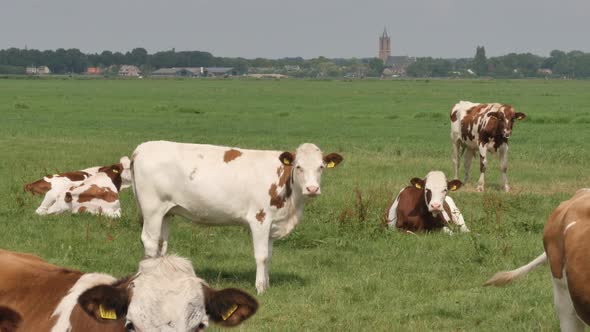 Black and white cows in the meadow grazing and looking around