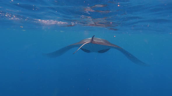 Manta Ray in Caribbean