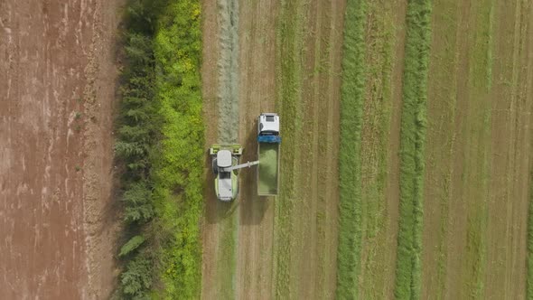 Wheat Silage picking and Truck loading operation, Top down aerial follow view.