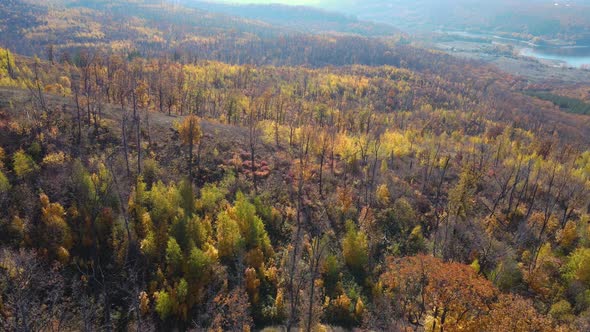 Aerial drone view flight over outumn forest in the mountains