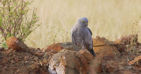 Adult Male Montagu's Harrier Bird Tilting Head While On Rocky Ground. - close up, slow motion