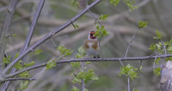 Goldfinch Small Song Bird In Spring Leaf Tree Slow Motion