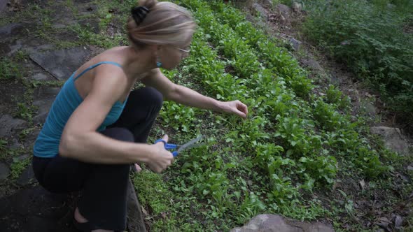 Mature, beautiful woman picking fresh, home grown arugula in a garden. The ultimate farm to table. S