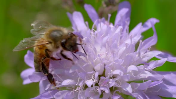 Macro view of wild honey bee collects and gathers nectar of purple flower on sunny das