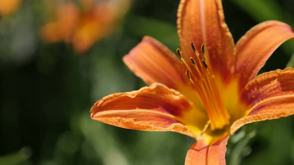 Orange   Hemerocallis fulva plant in the garden 4K 2160p 30fps UltraHD footage - Day-lily beautiful 