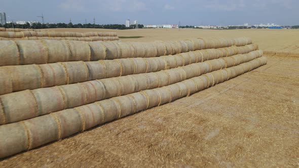 Ripe Grain Field. Part Of The Field Has Been Harvested With A Combine.