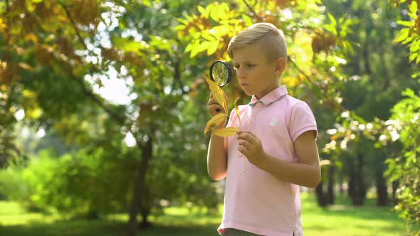 Smart Boy Viewing Leaf Through Magnifying Glass, Studying Environment, Hobby