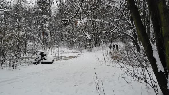 Walking in forest on hiking trail.