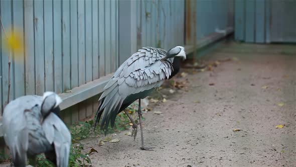 Shadoof Cleans Its Feathers