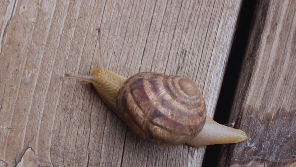 Snail Crawling on Planks Leaving Slime Behind. View From Above