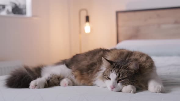 Establishing shot of a furry cat sleeping on the bed of a bedroom, domestic feline isolated